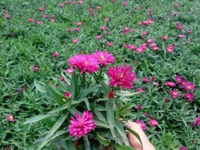 青州荷兰菊
